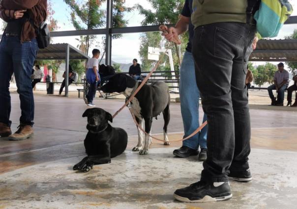 Únete a la esterilización de perros y gatos en Los Cabos