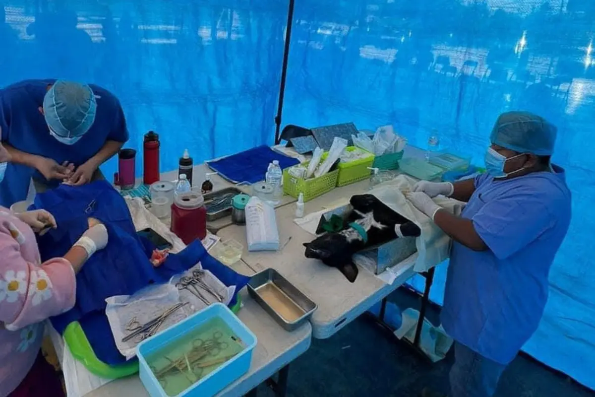 Únete a la esterilización de perros y gatos en Los Cabos