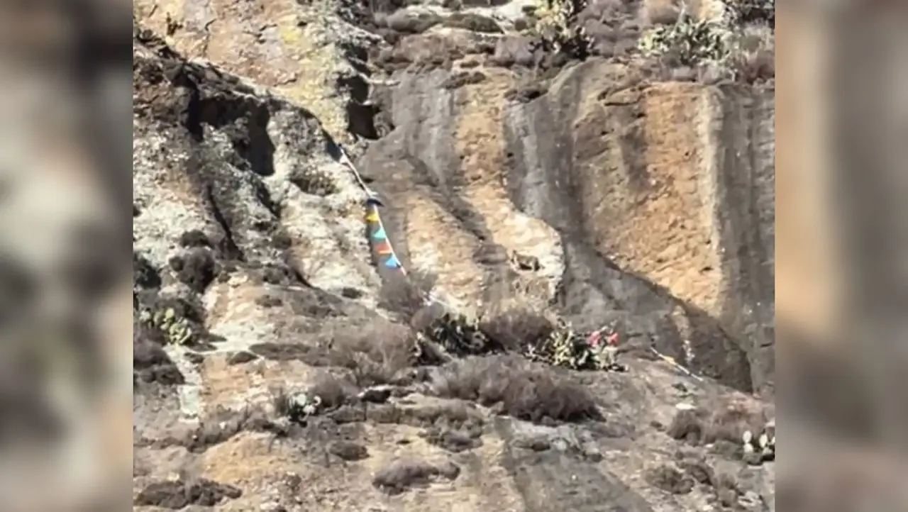 Un felino de mediano tamaño fue captado subiendo una montaña en Ricardo Flores Magón, Canatlán. Foto: Captura de pantalla.