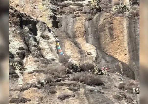 VIDEO: ¿Puma, Lince o Gato Montés? Mira el felino que captaron en Canatlán