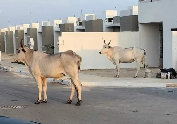 Vecinos de Los Héroes se llevan gran sopresa por la visita de dos reses