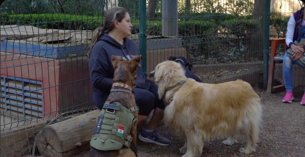 ¿Pagarías 3 mil pesos por no registrar a tu perro o gato? Aquí te contamos. Foto: @GobCDMX