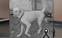 Justicia para Rufo: Sentenciado a 3 años y 9 meses de cárcel por maltrato animal