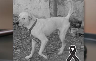 Justicia para Rufo: Sentenciado a 3 años y 9 meses de cárcel por maltrato animal