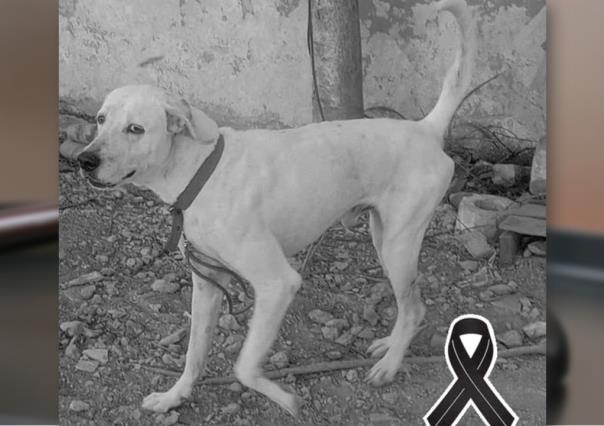 Justicia para Rufo: Sentenciado a 3 años y 9 meses de cárcel por maltrato animal