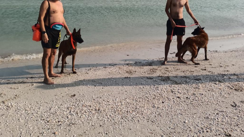 Pelea de perros provoca pleito entre tres hombres en Progreso