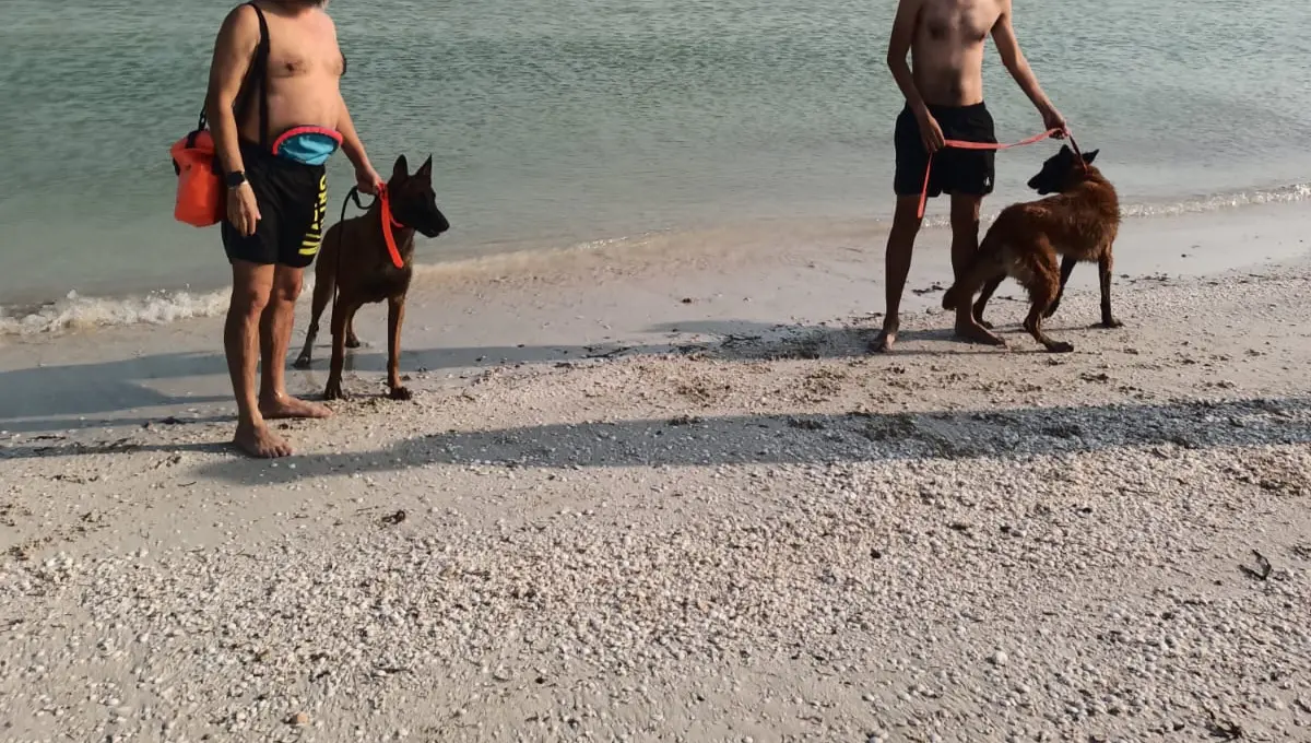 Los dueños fueron detenidos y los perros puestos en resguardo Fotos: Cortesía