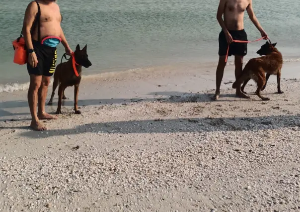 Pelea de perros provoca pleito entre tres hombres en Progreso