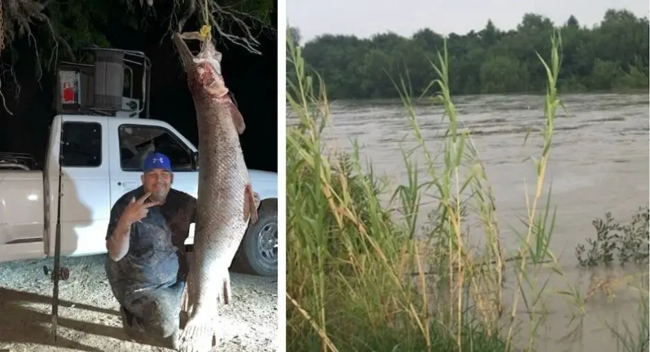 Capturan catán monstruo de casi dos metros en el río Bravo