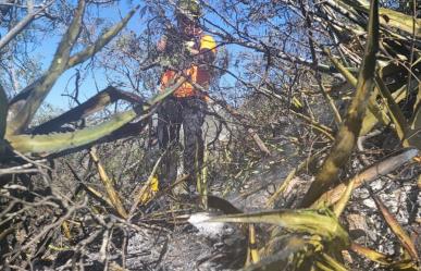 Liquidan incendio forestal en Cerro de las Mitras