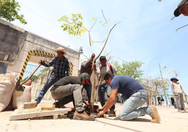 Maculís rosas embellecerán Corredor Turístico de Mérida