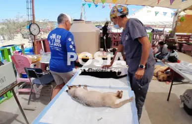 Unen esfuerzos en campaña de esterilización canina y felina en Los Cabos