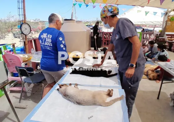 Unen esfuerzos en campaña de esterilización canina y felina en Los Cabos