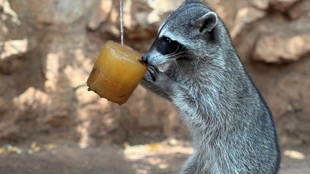 Refrescan a los animalitos del Parque Centenario con paletas
