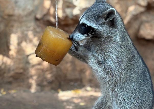 Refrescan a los animalitos del Parque Centenario con paletas