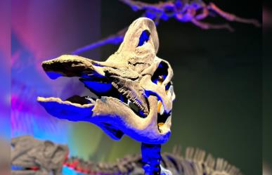 Un viaje paleontológico por el Museo del Desierto: Andares de David Dorantes
