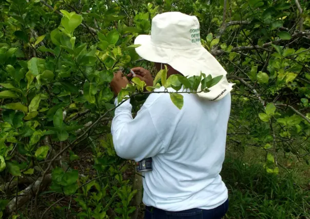 IMSS para integrantes del Comité Estatal de Sanidad Vegetal de Tamaulipas