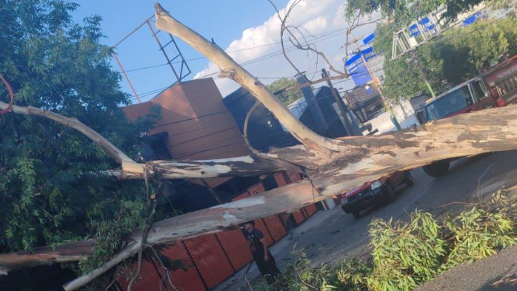 Naucalpan: Árbol cae sobre cables y domicilio en la colonia 10 de Abril