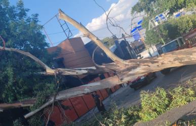 Naucalpan: Árbol cae sobre cables y domicilio en la colonia 10 de Abril