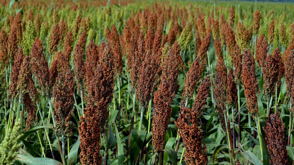 Incertidumbre por precio del sorgo