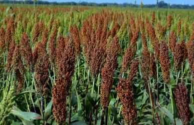 Incertidumbre por precio del sorgo