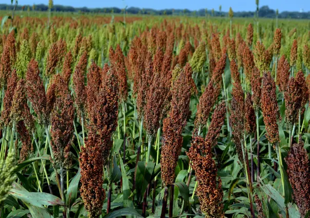 Incertidumbre por precio del sorgo