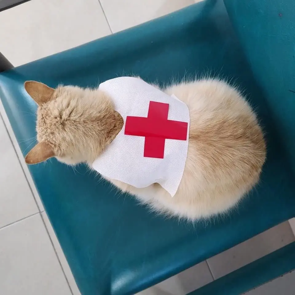 Tiene Cruz Roja Mexicana en Matamoros su nuevo MichiVoluntario