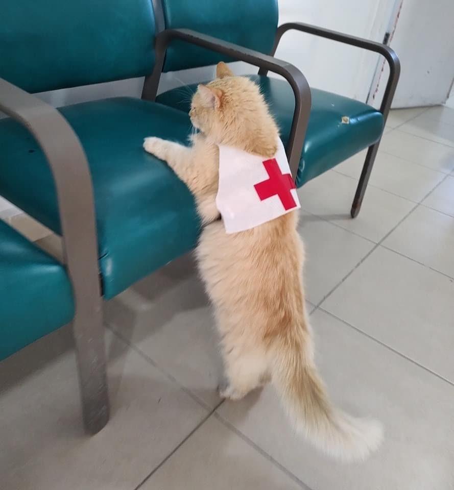 Tiene Cruz Roja Mexicana en Matamoros su nuevo MichiVoluntario
