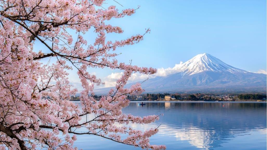 Flores de cerezo tardan en florecer en Japón por ola de frío