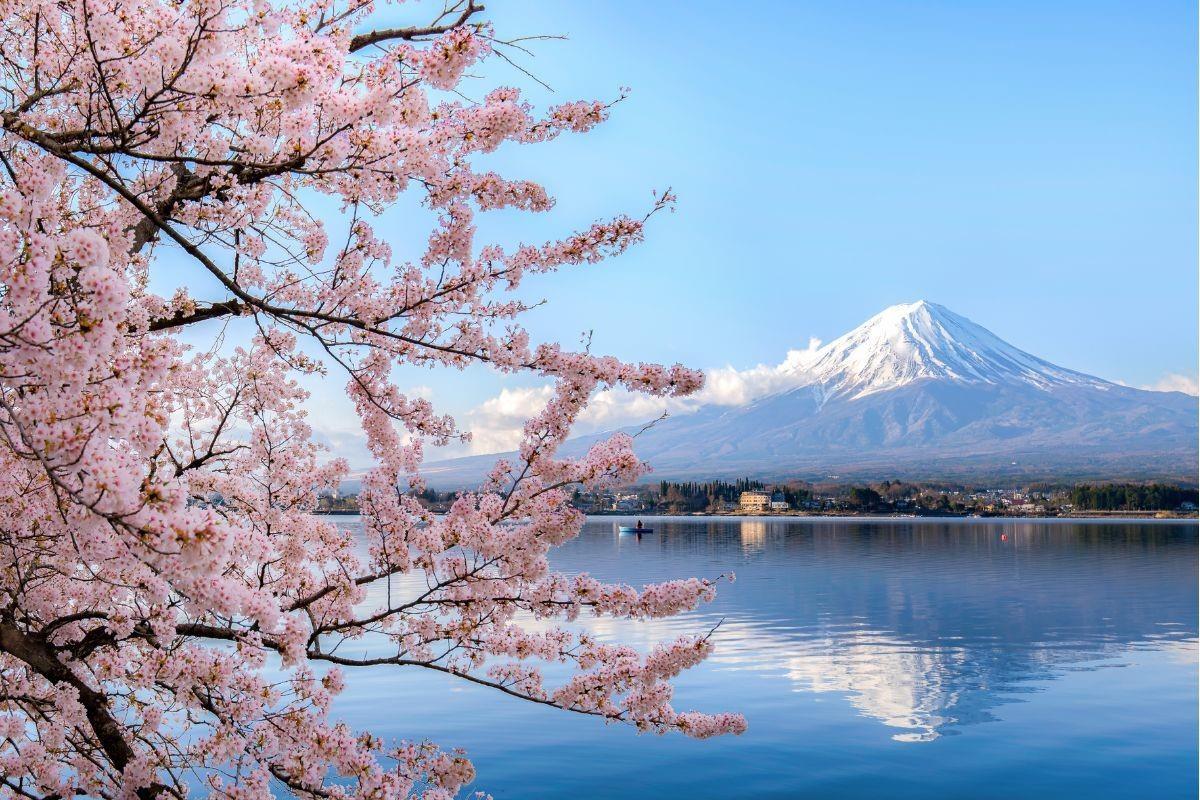 Flores de cerezo tardan en florecer en Japón por ola de frío