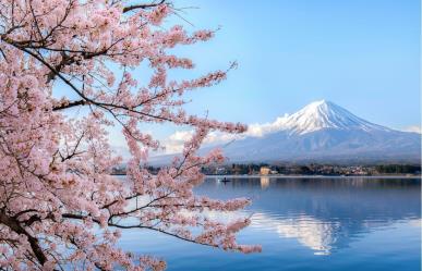 Flores de cerezo tardan en florecer en Japón por ola de frío