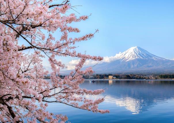 Flores de cerezo tardan en florecer en Japón por ola de frío