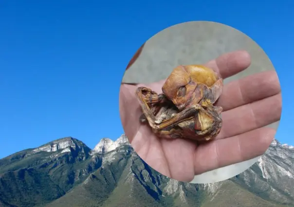 ¿Feto de murciélago o alíen?, descubren ser extraño en Cerro de las Mitras