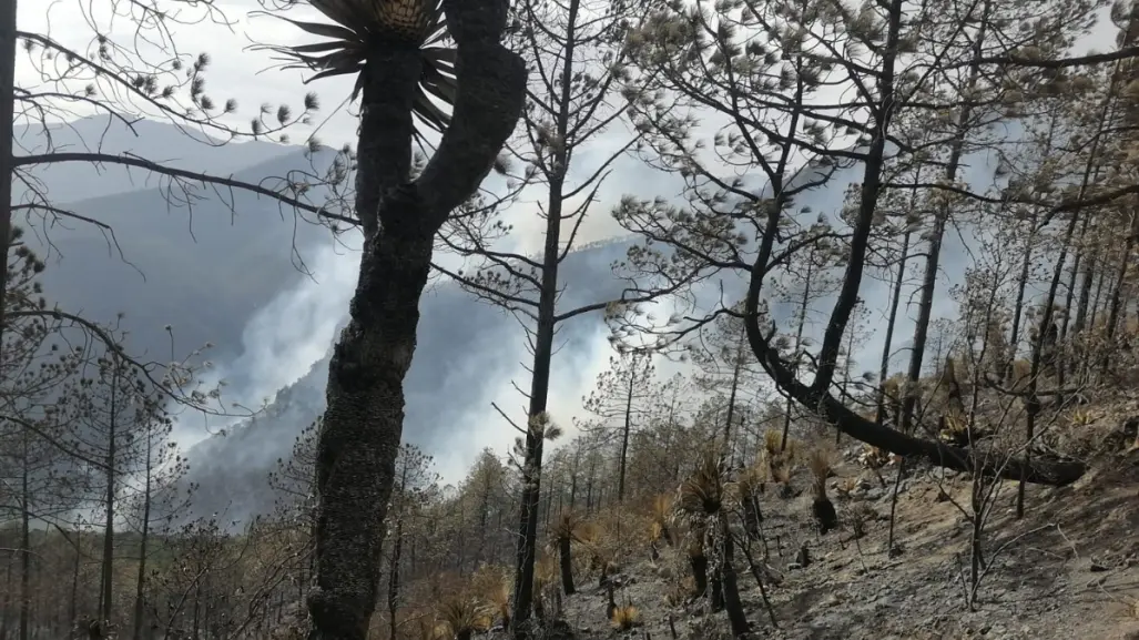 Se mantienen activos dos incendios forestales en Tamaulipas