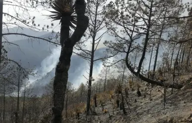 Se mantienen activos dos incendios forestales en Tamaulipas