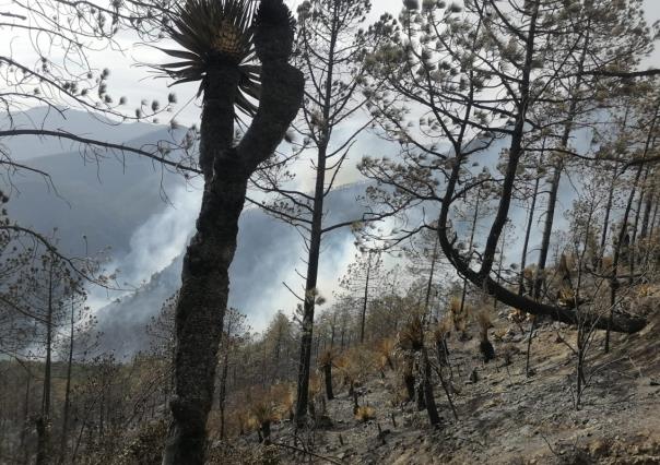 Se mantienen activos dos incendios forestales en Tamaulipas