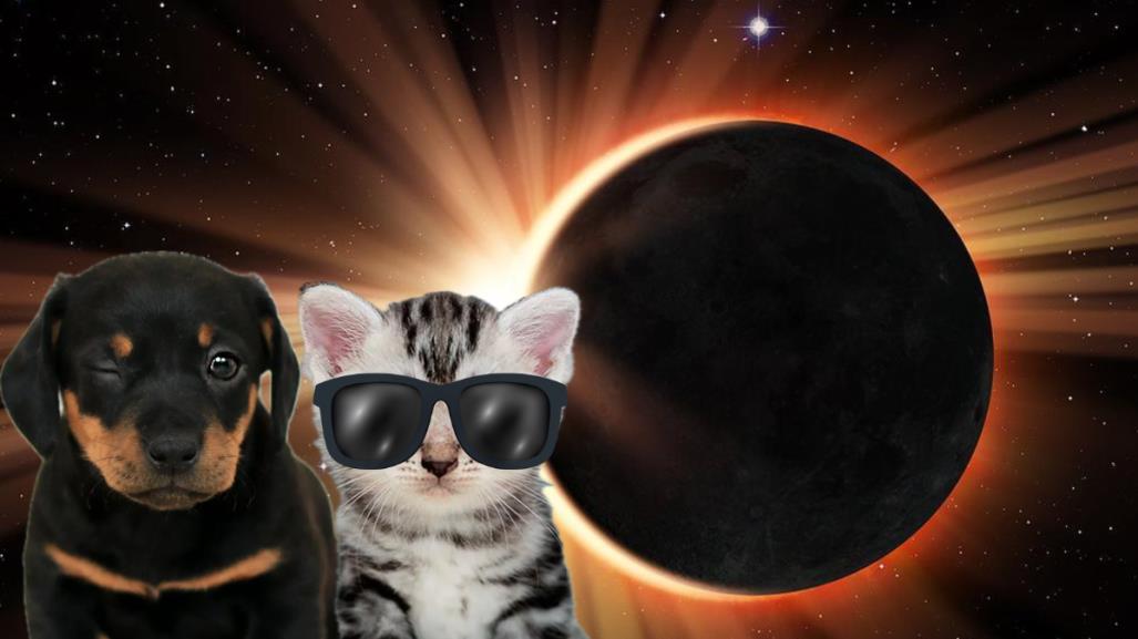 ¿El Eclipse Solar le afecta a tus mascotas?, esto debes saber