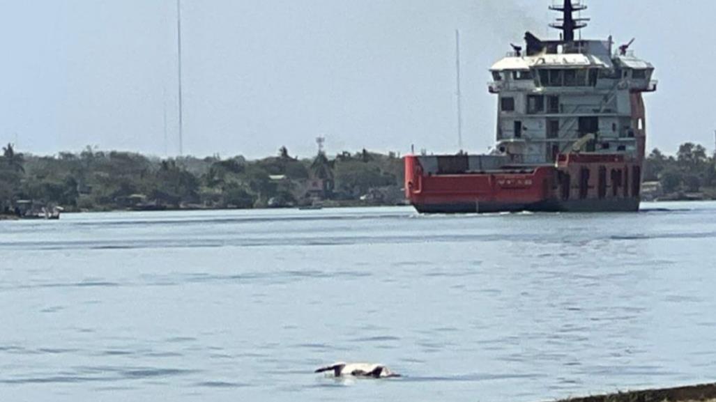 Mira lo que flotaba en el río Pánuco en Tampico