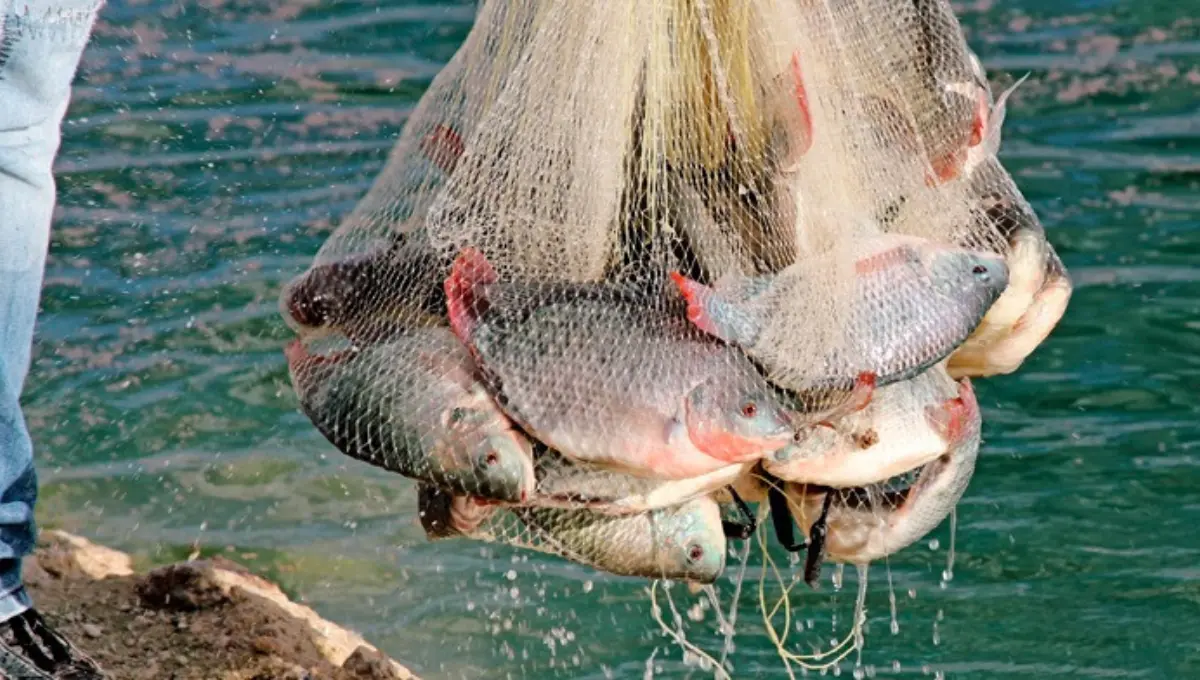 La pesca ilegal que afecta a México y a Yucatán no es combatida por el Estado mexicano Fotos: Alejandra Vargas