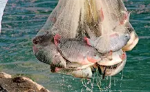 La pesca ilegal en México representa el 40 por ciento de la captura total