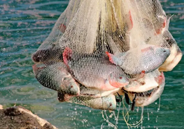 La pesca ilegal en México representa el 40 por ciento de la captura total