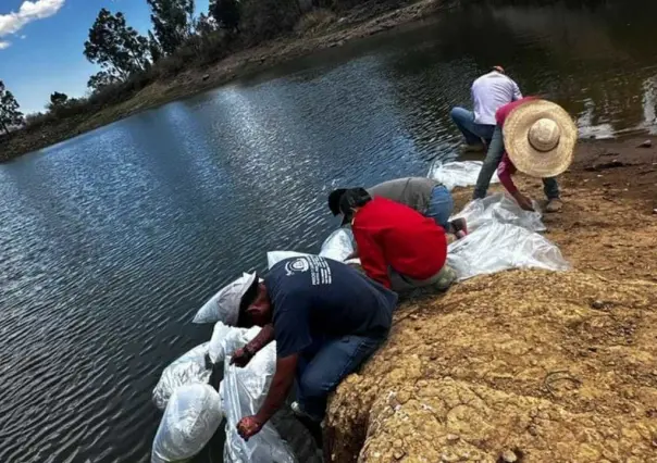 Alistan producción acuícula en Edoméx, estaría lista en ocho meses