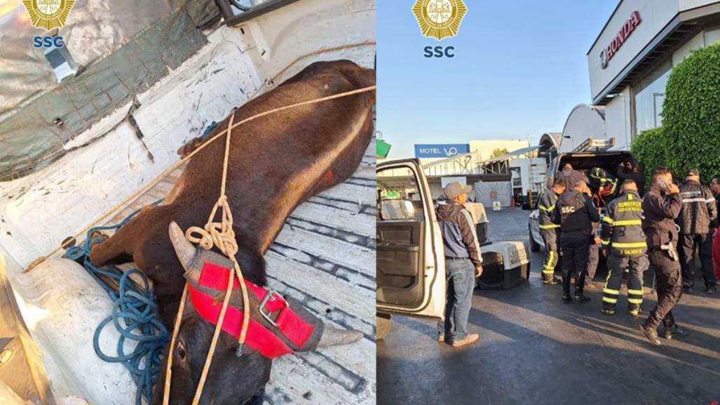 Rescatan a novillo suelto en calles de la alcaldía Venustiano Carranza