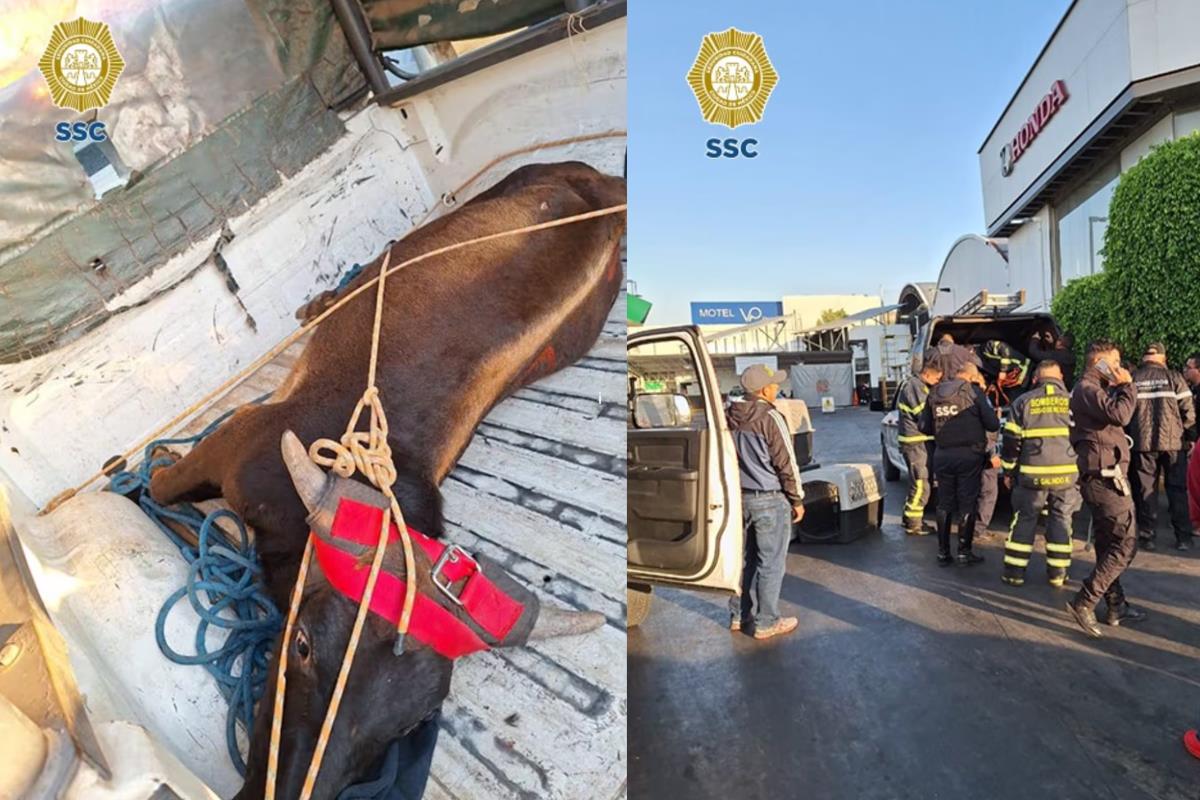 Rescatan a novillo suelto en calles de la alcaldía Venustiano Carranza. Foto: SSC