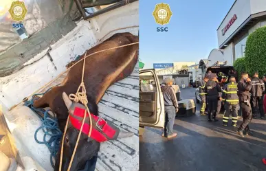 Rescatan a novillo suelto en calles de la alcaldía Venustiano Carranza