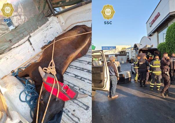 Rescatan a novillo suelto en calles de la alcaldía Venustiano Carranza