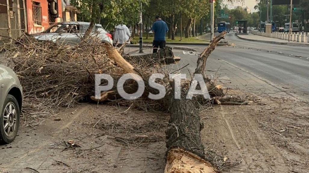 ¡Agárrate fuerte! Dos árboles caen por las fuertes ráfagas de viento en CDMX