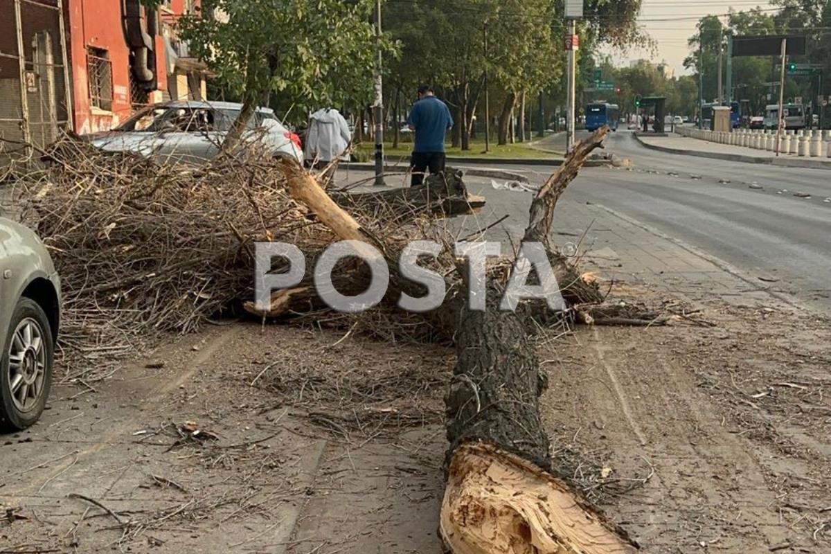 Lo que el viento se llevó, dos árboles caen por las fuertes ráfagas en CDMX.     Foto: Ramón Ramírez