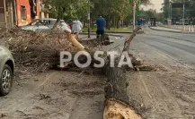¡Agárrate fuerte! Dos árboles caen por las fuertes ráfagas de viento en CDMX