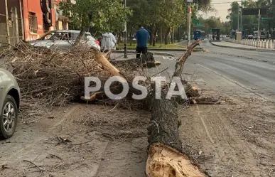 ¡Agárrate fuerte! Dos árboles caen por las fuertes ráfagas de viento en CDMX